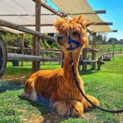 A llama is posing in the grass in La Collina di Matilde educational farm near Lake Garda.