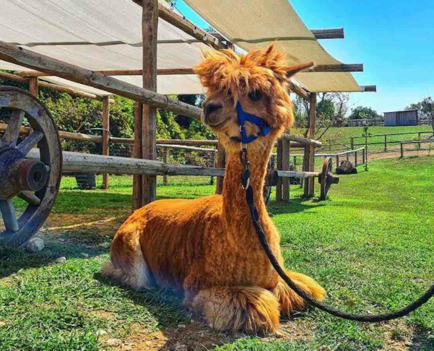 A llama is posing in the grass in La Collina di Matilde educational farm near Lake Garda.