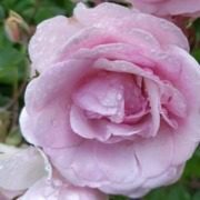 Detailed view of a rose in the gardens of Villa Borghese Cavazza on Isola del Garda.