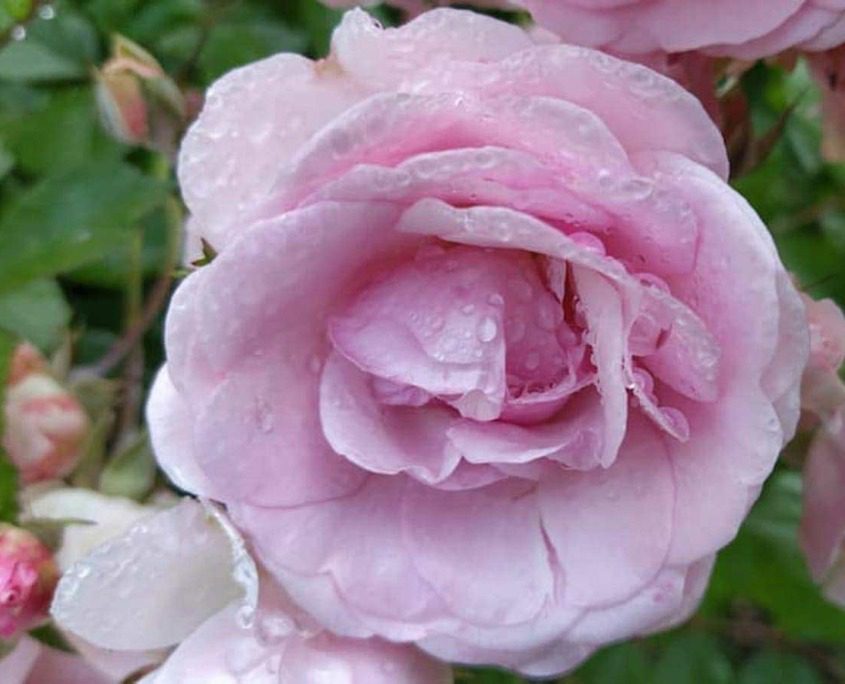 Detailed view of a rose in the gardens of Villa Borghese Cavazza on Isola del Garda.