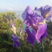 Iris flower in full bloom at the gardens of Villa Borghese Cavazza, Isola del Garda.