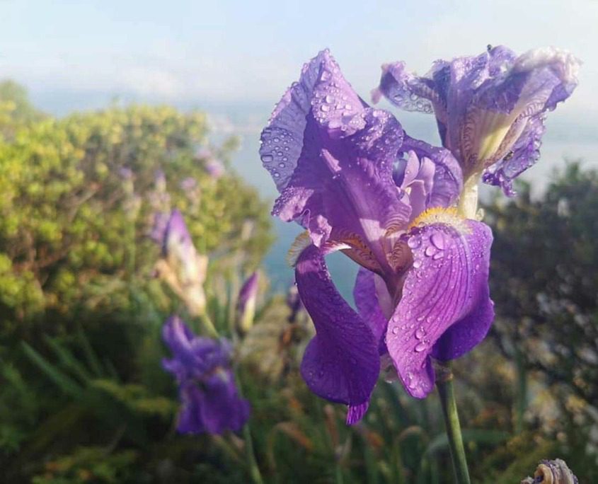 Iris flower in full bloom at the gardens of Villa Borghese Cavazza, Isola del Garda.