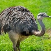 La Collina di Matilde, a cherished educational farm and petting zoo situated in Desenzano del Garda on the southern shore of Lake Garda, features a fascinating array of animals.