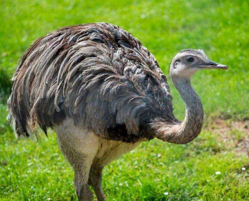 La Collina di Matilde, a cherished educational farm and petting zoo situated in Desenzano del Garda on the southern shore of Lake Garda, features a fascinating array of animals.