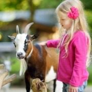 Children petting goats at La Collina di Matilde patting zoo and educational farm in Desenzano, Lake Garda