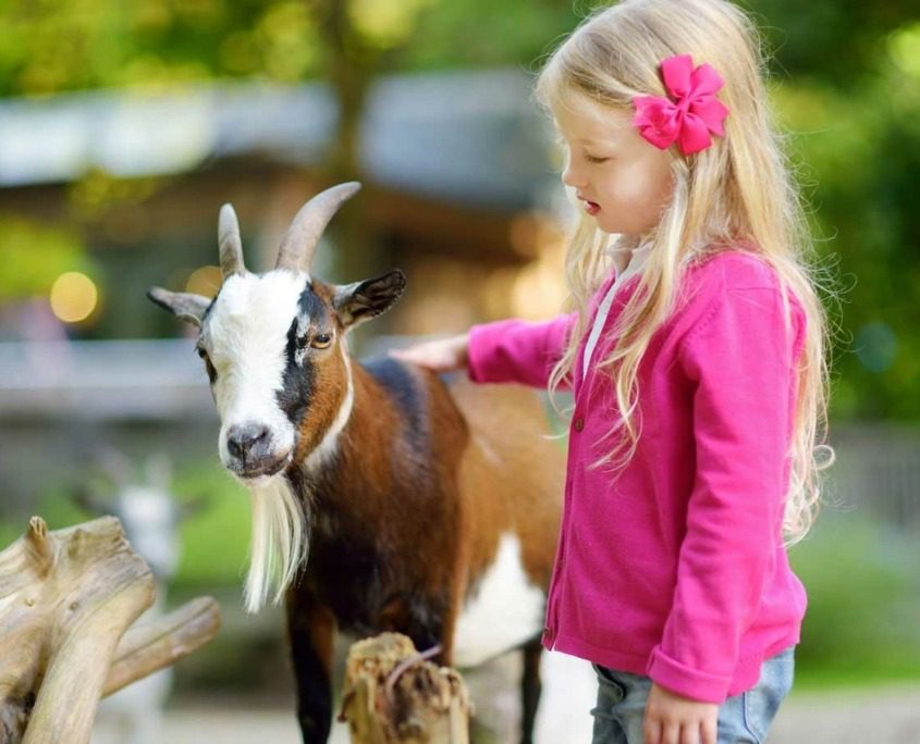 Children petting goats at La Collina di Matilde patting zoo and educational farm in Desenzano, Lake Garda