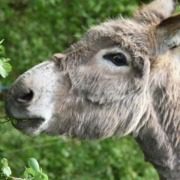 Visitors of La Collina di Matilde petting Zoo at Lake Garda, can get up close with llamas, alpacas, and other unique species.