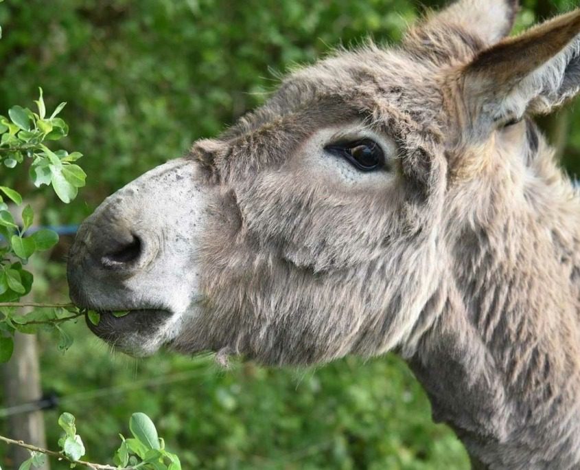 Visitors of La Collina di Matilde petting Zoo at Lake Garda, can get up close with llamas, alpacas, and other unique species.