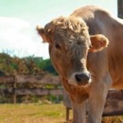 La Collina di Matilde, a cherished educational farm and petting zoo located in Desenzano del Garda on the southern shore of Lake Garda, offers a delightful experience with various farm animals for children and families to interact with.