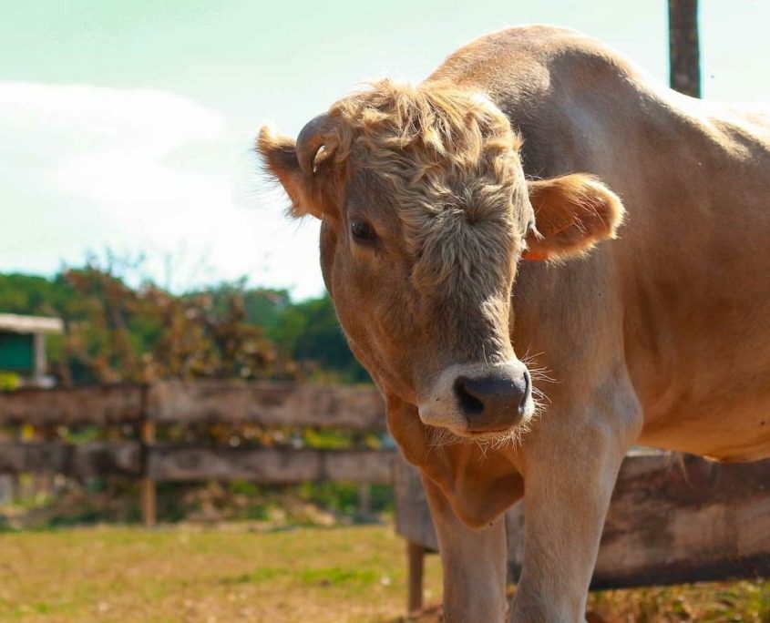 La Collina di Matilde, a cherished educational farm and petting zoo located in Desenzano del Garda on the southern shore of Lake Garda, offers a delightful experience with various farm animals for children and families to interact with.