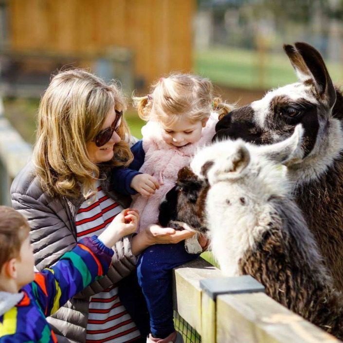 A child feeding a llama at La Collina di Matilde petting zoo at Lake Garda.