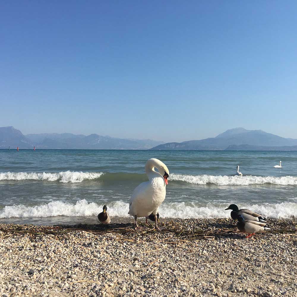 View of a Lake Garda beach with aquatic birds like swans and ducks.