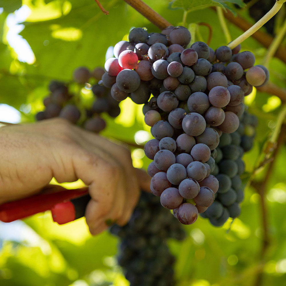 Moment of harvest in a vineyard near Lake Garda.