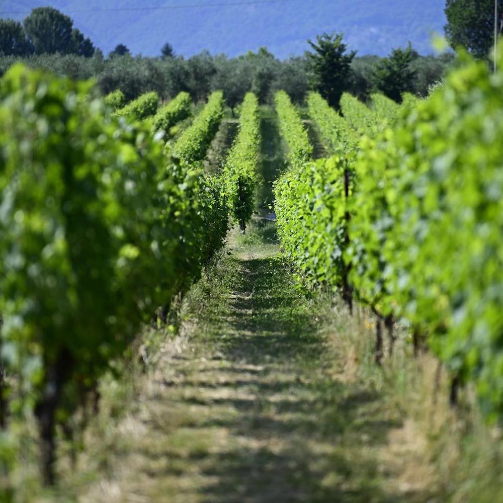 View of endless rows of vines in the vineyard.