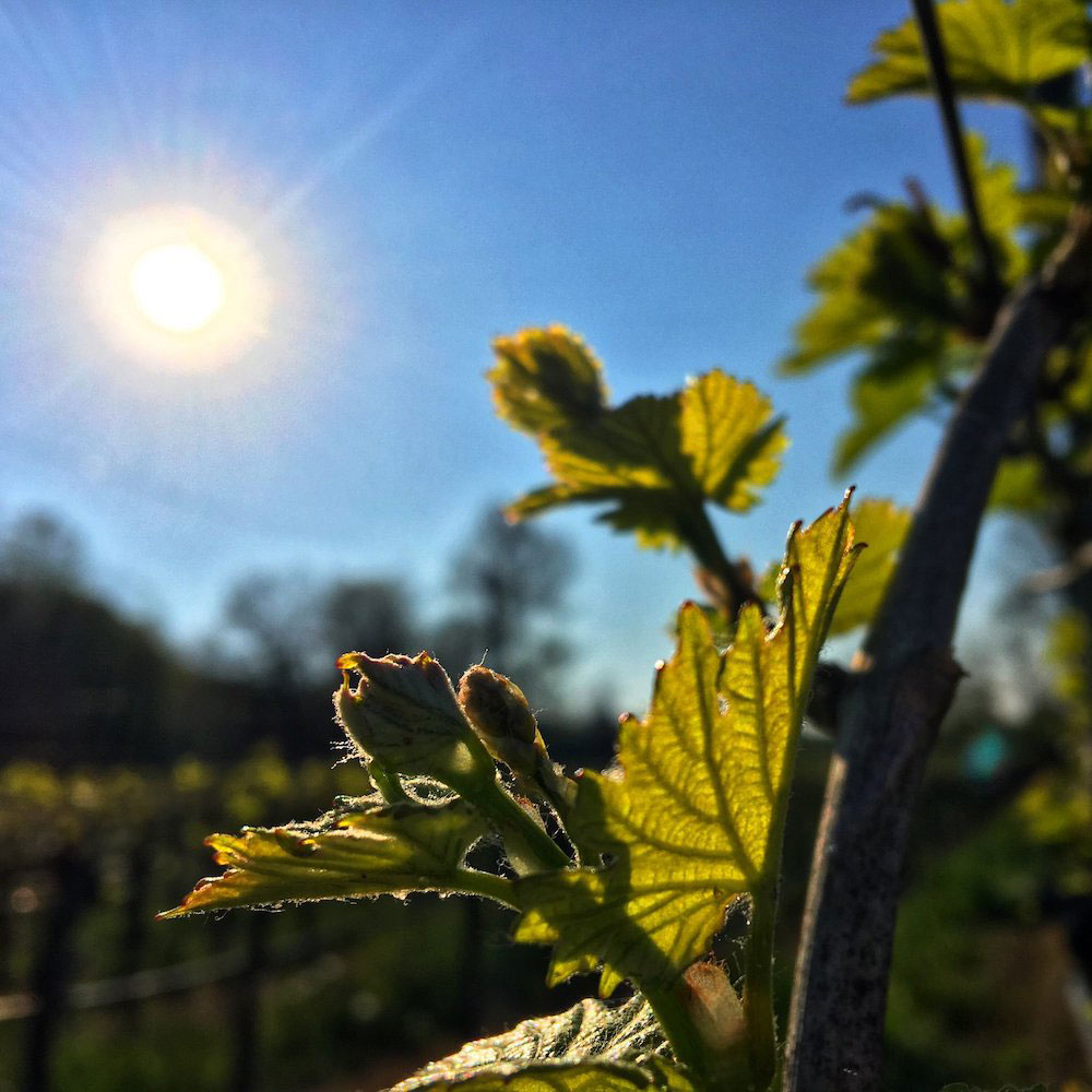 Vines in the vineyard soaking up the sunlight.