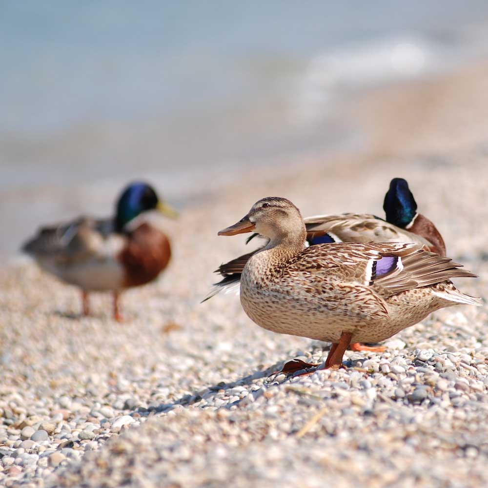 Ducks on the beach of Gardone Riviera, Lake Garda.