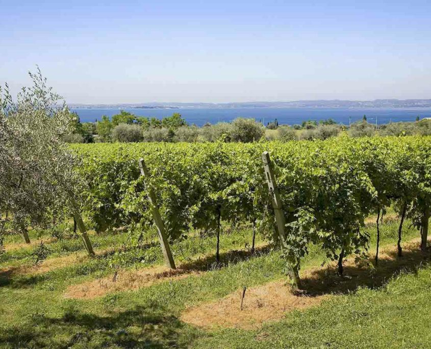 View of the vineyards overlooking Lake Garda.