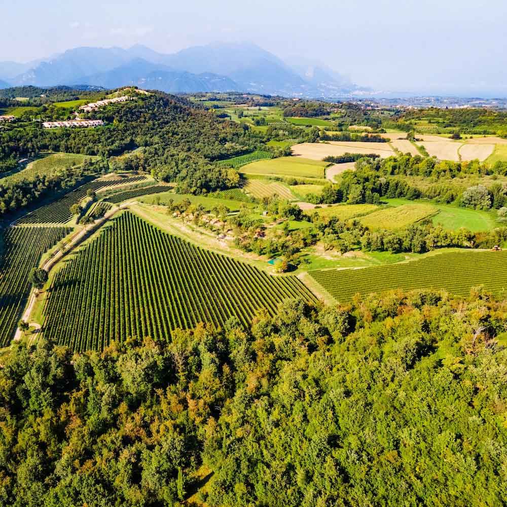 Aerial view of the Lugana vineyards near Lake Garda