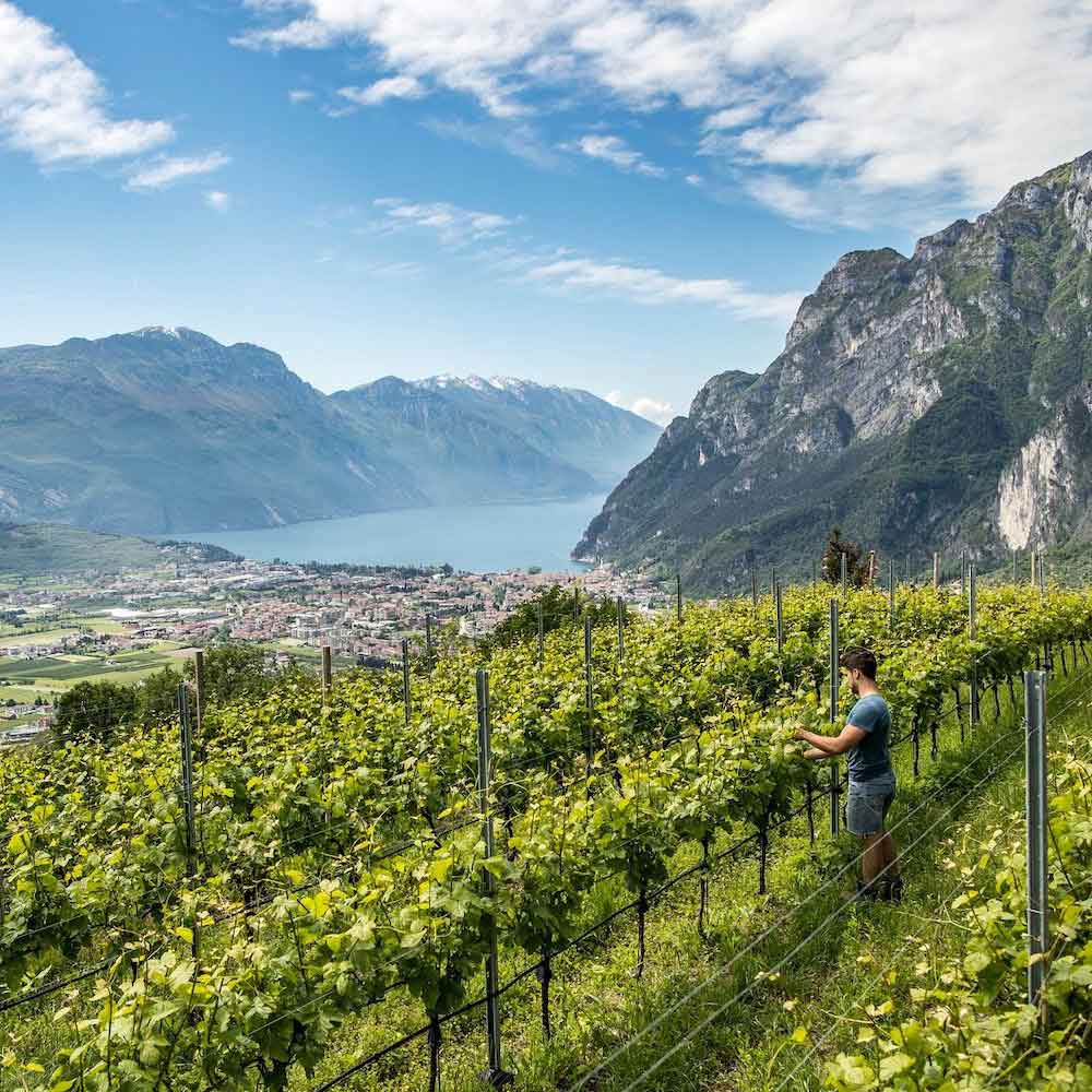 The winemaking traditions at Lake Garda blend ancient techniques with modern practices, producing renowned wines in scenic vineyards.